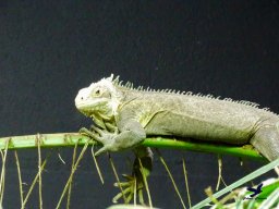 Tiergarten Schönbrunn am 15.05.2025